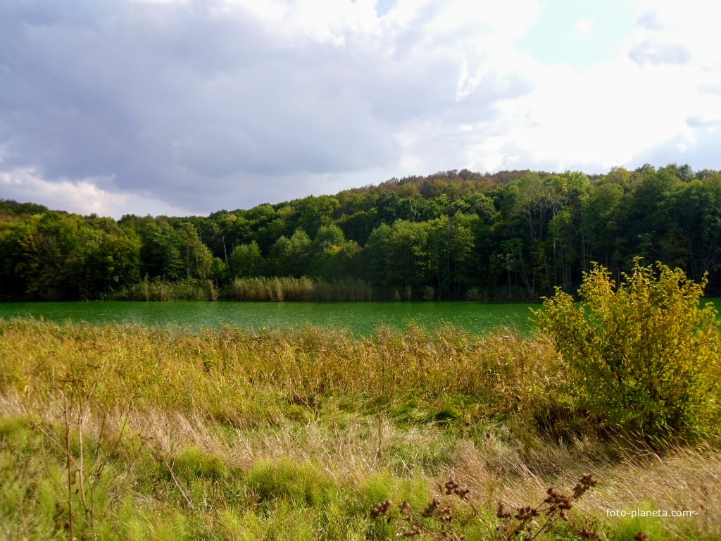 Лес возле ставка.