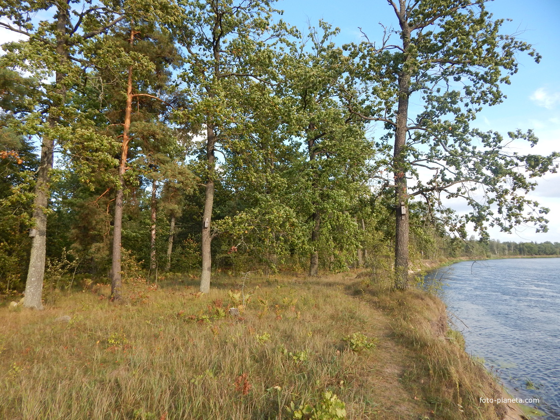 На берегу реки Березины, в 3 км от д.Искра, растет много дубов