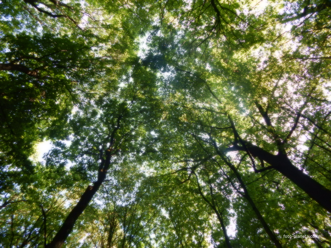 Летом небо над Мозырскими оврагами полностью закрыто зеленой листвой.