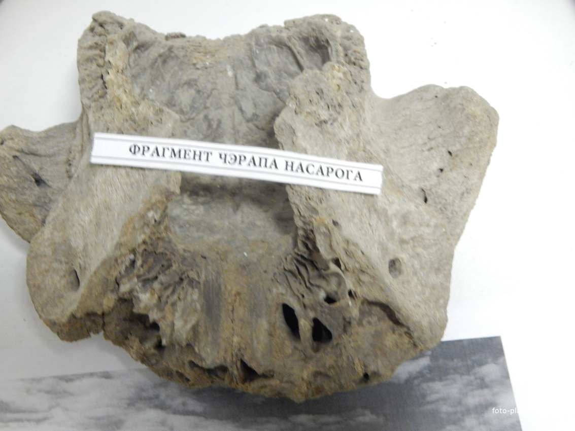 Фрагмент черепа носорога (экспонат музея).