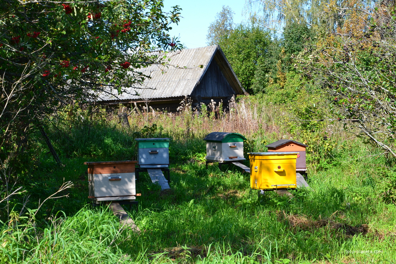Начинающие пчеловоды