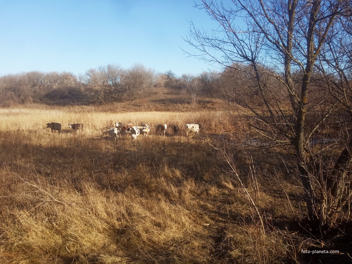 Коровы в камышах.