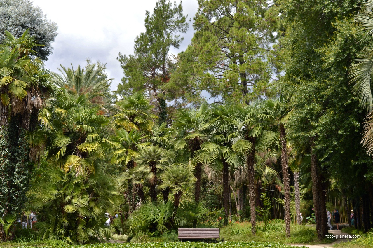 Сухум. Ботанический сад