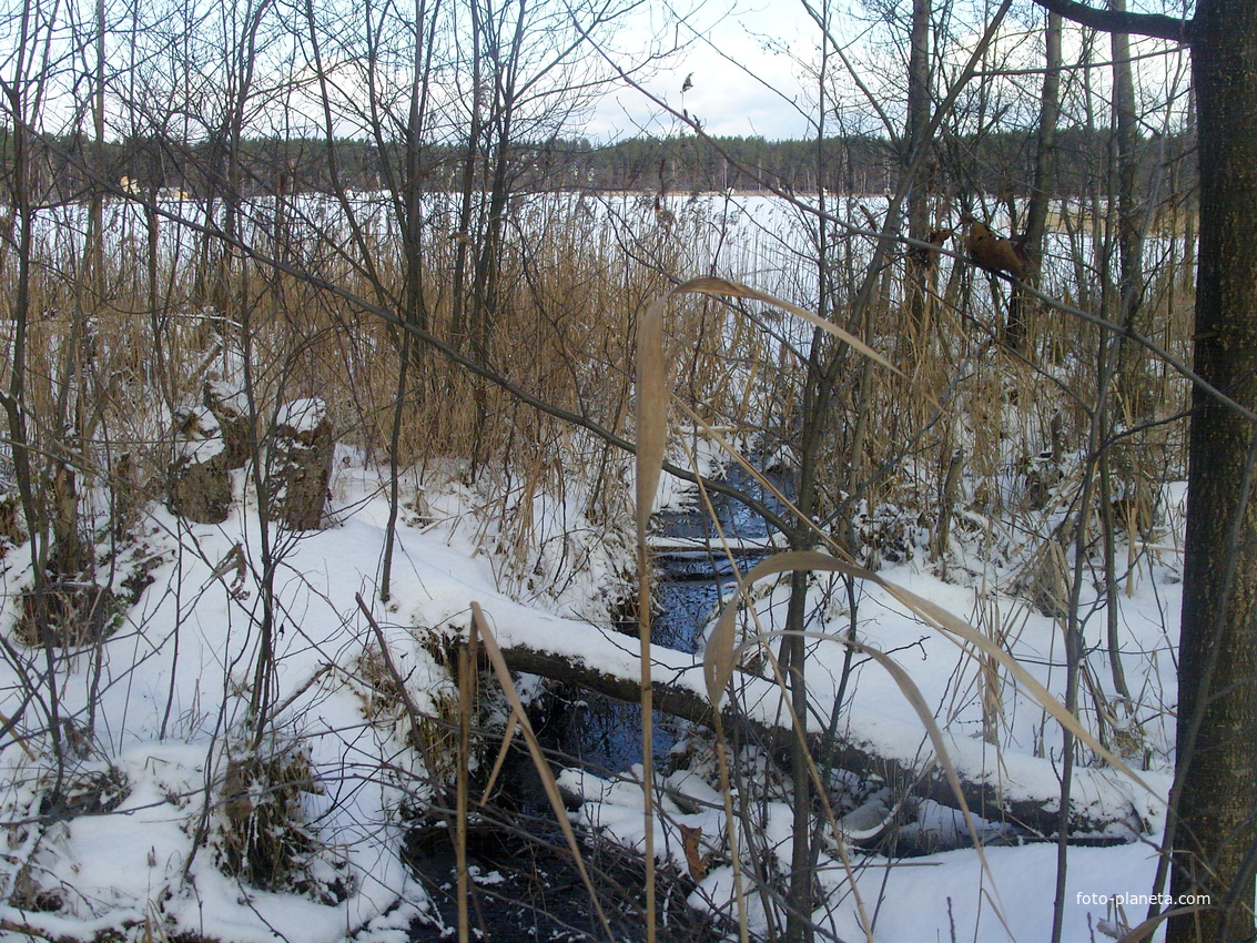 Единственный ручей, впадающий в  юго-восточночную часть озеро Белое у детского лагеря &quot;Изумрудный&quot;