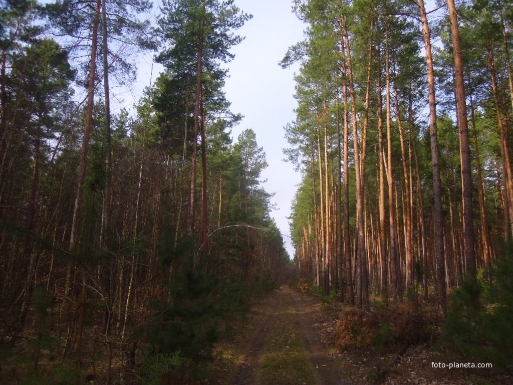 Дорога в сосновом лесу по маршруту Мельники-Лубенцы.