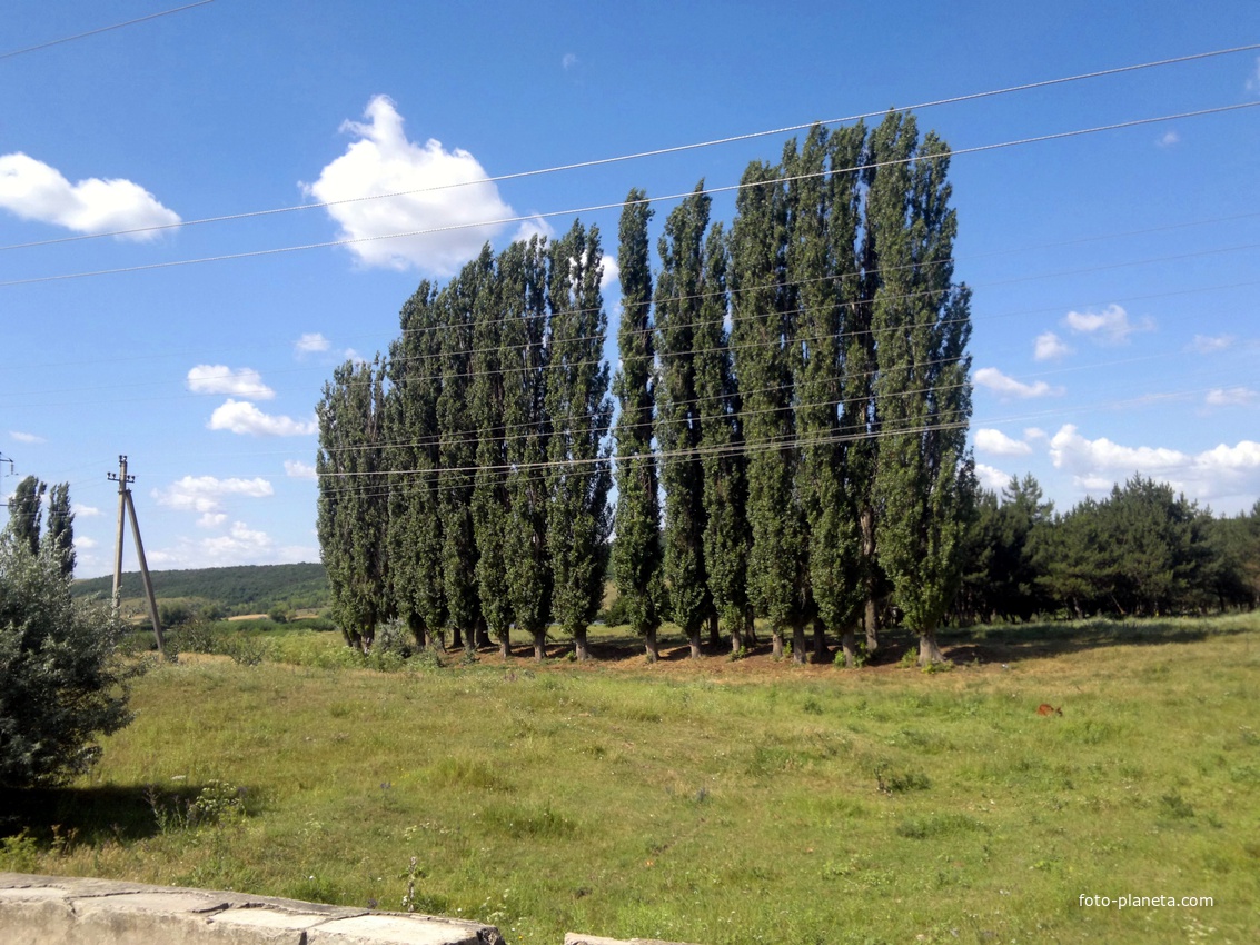 Ширяево. Тополиная аллея.