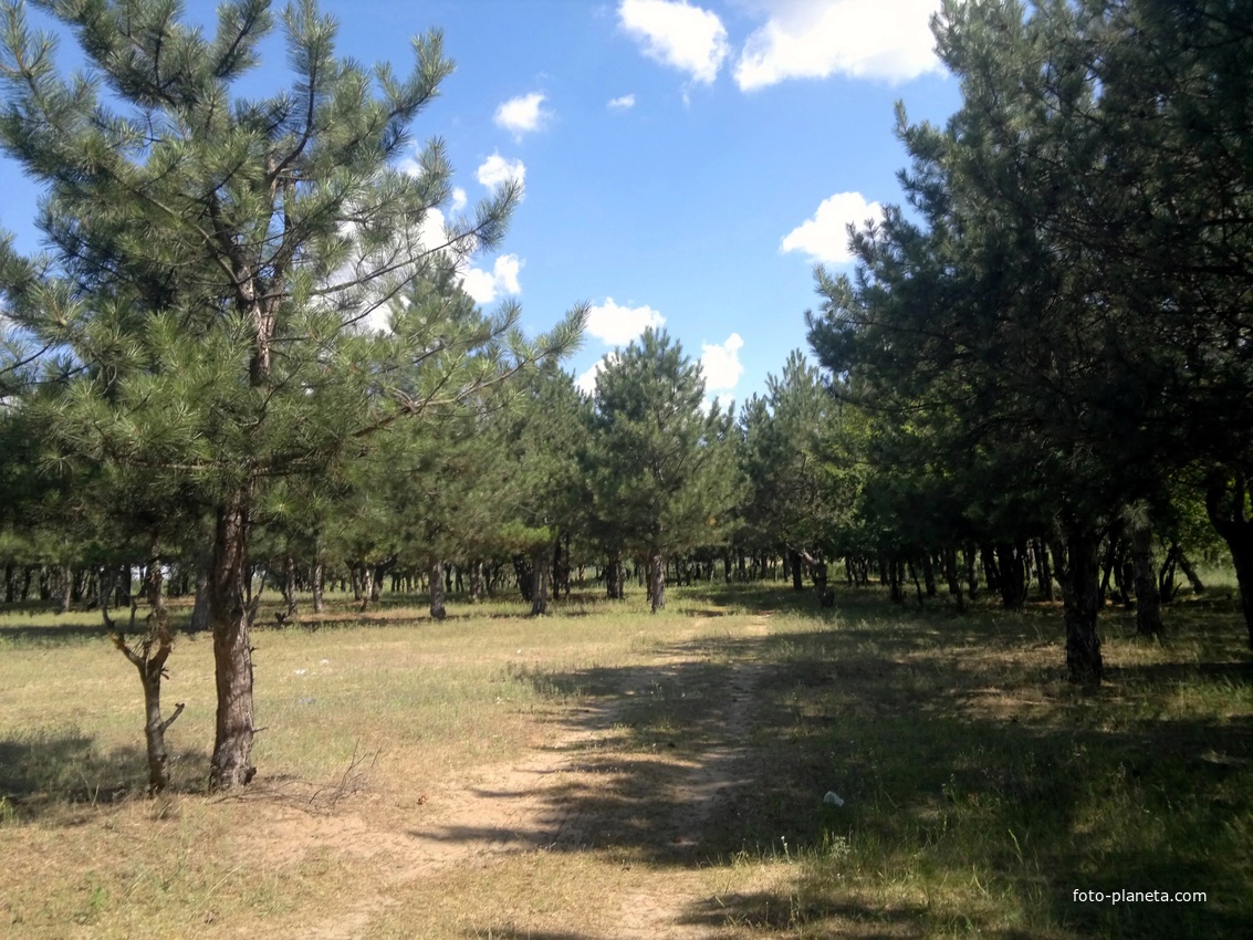Ширяево. Сосновый бор.