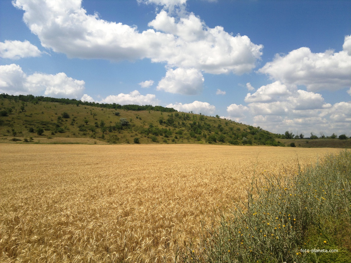 Копейково. Пшеничное поле в северо-восточных окрестностях села.