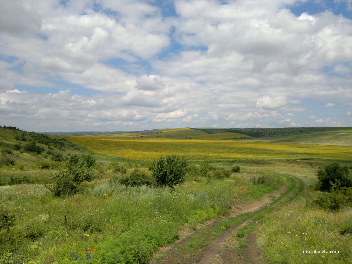 Копейково. Подсолнуховое поле в долине реки Малый Куяльник.