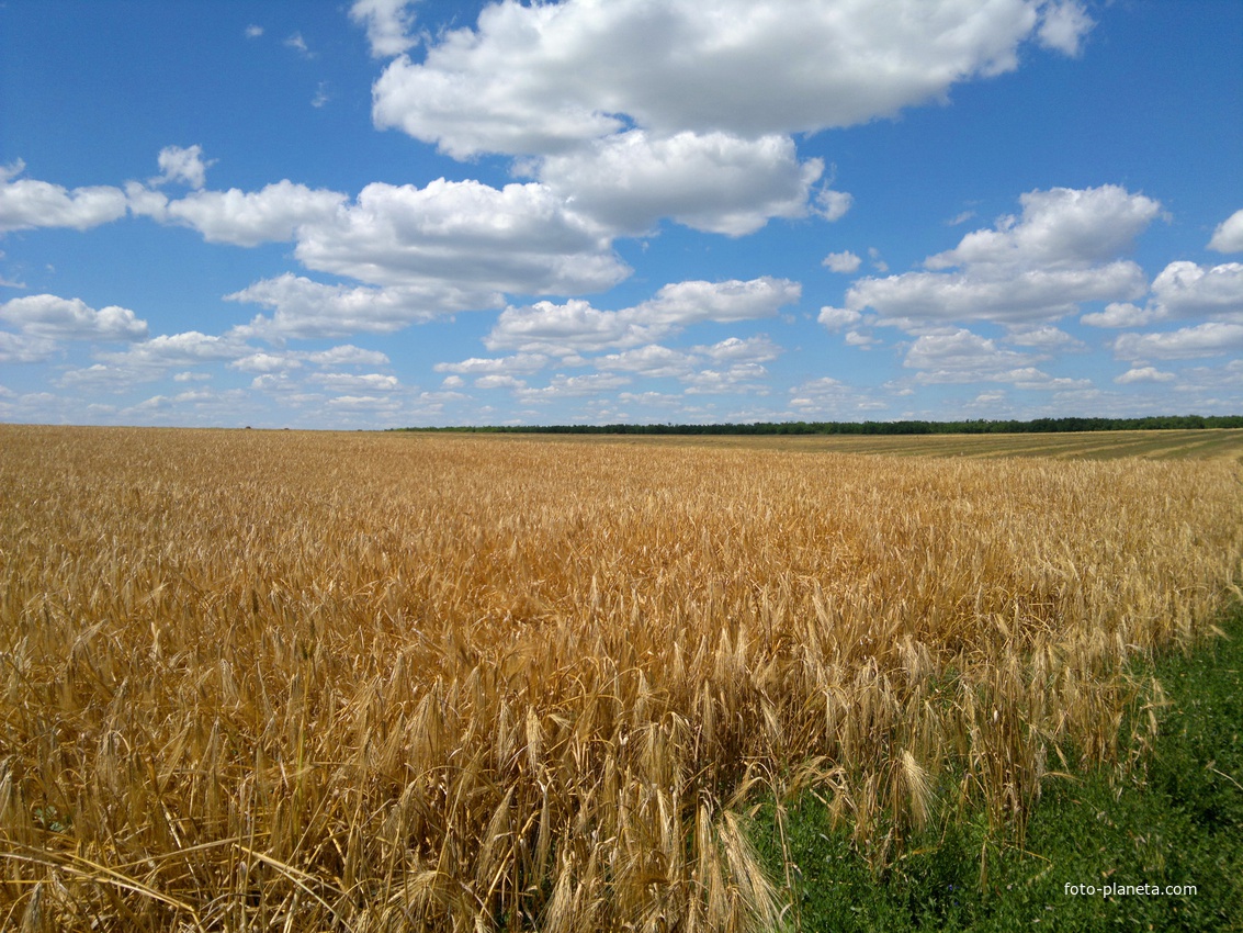 Малигоново. Пшеничное поле в северо-западных окрестностях села
