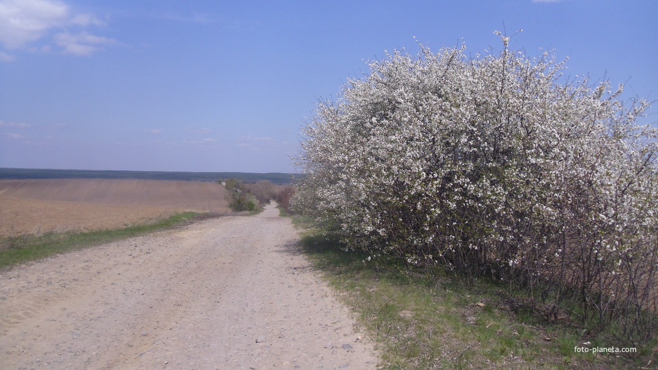 Цветут вишни у дороги на Чубовку.