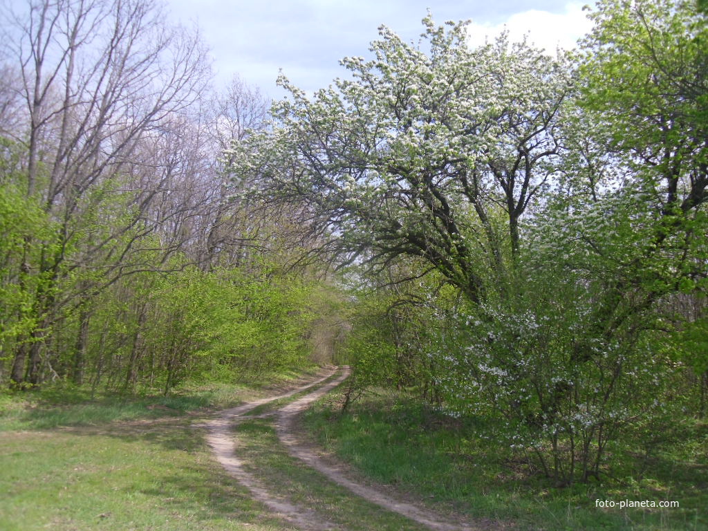 Окрестности Плескачёвки со стороны Сокирного.