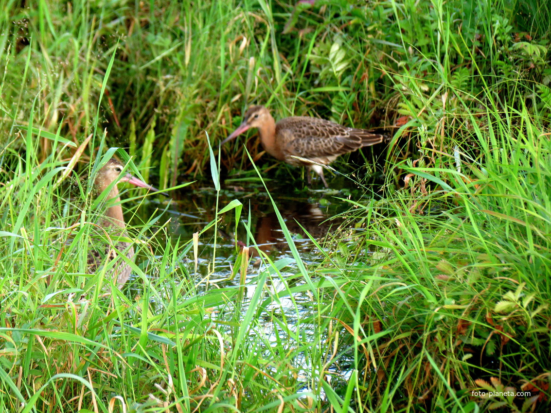 Ходят у дороги кулики