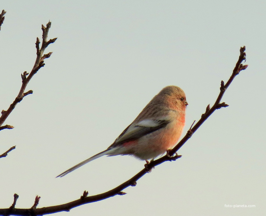 Урагус(длиннохвостый снегирь)