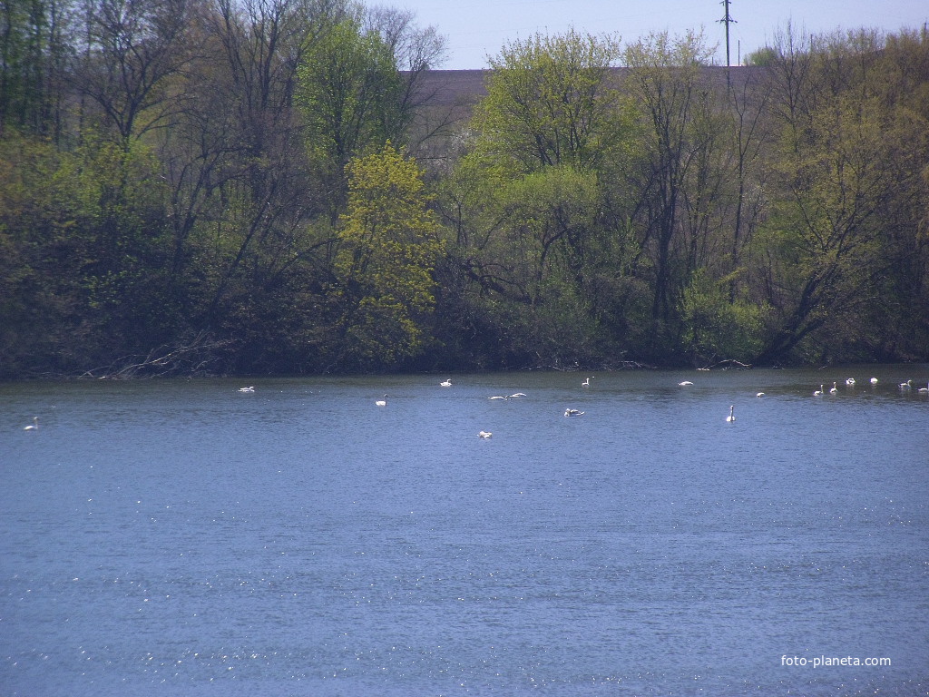 Лебеди на пруду.