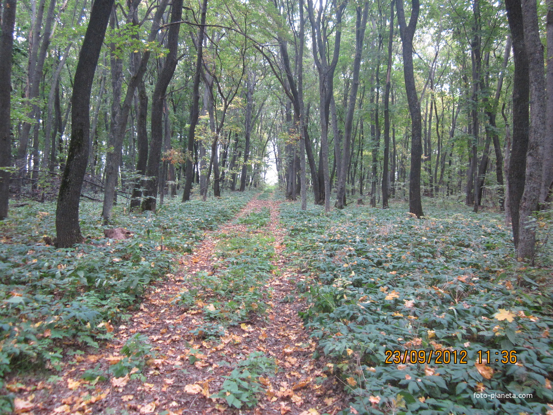 Лес Красный Куст вблизи Красного Лога.