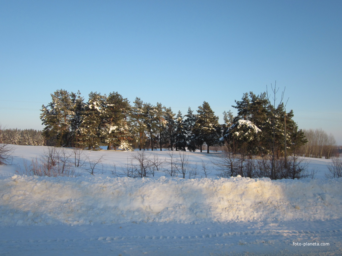 Зимний лес у Таволжанки.