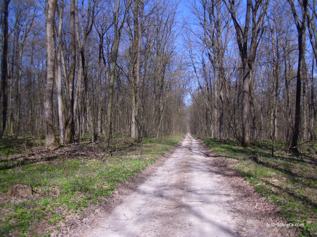 Лесная дорога из Матвеевки до Рублевки.