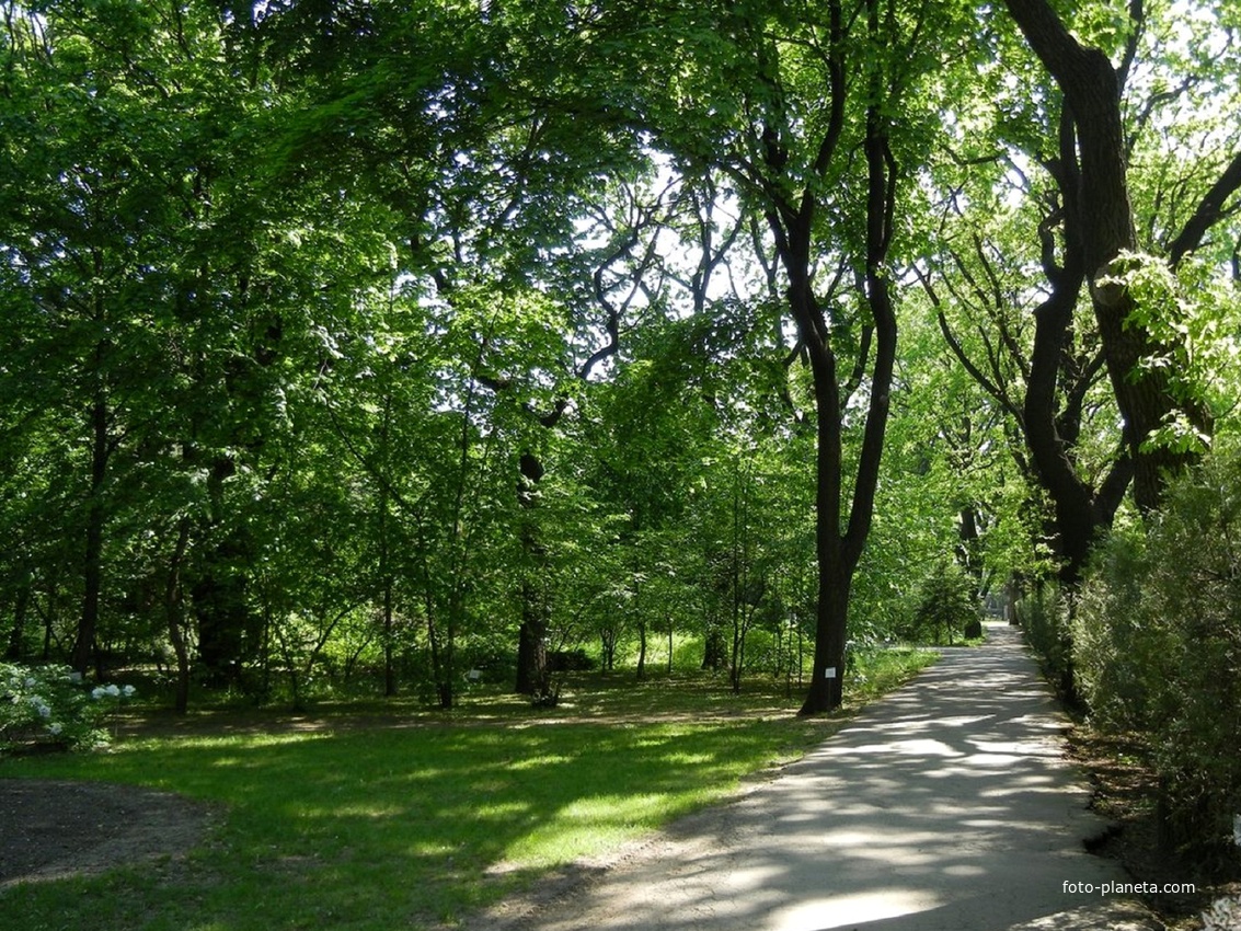 Аллея Ботанического сада.