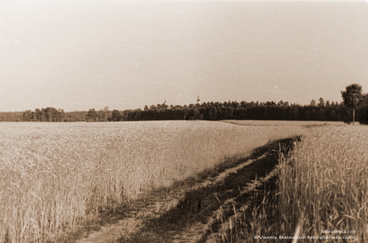 Окрестности д. Волково, 1963 г. На дальнем плане церковь Воскресения в Рощине