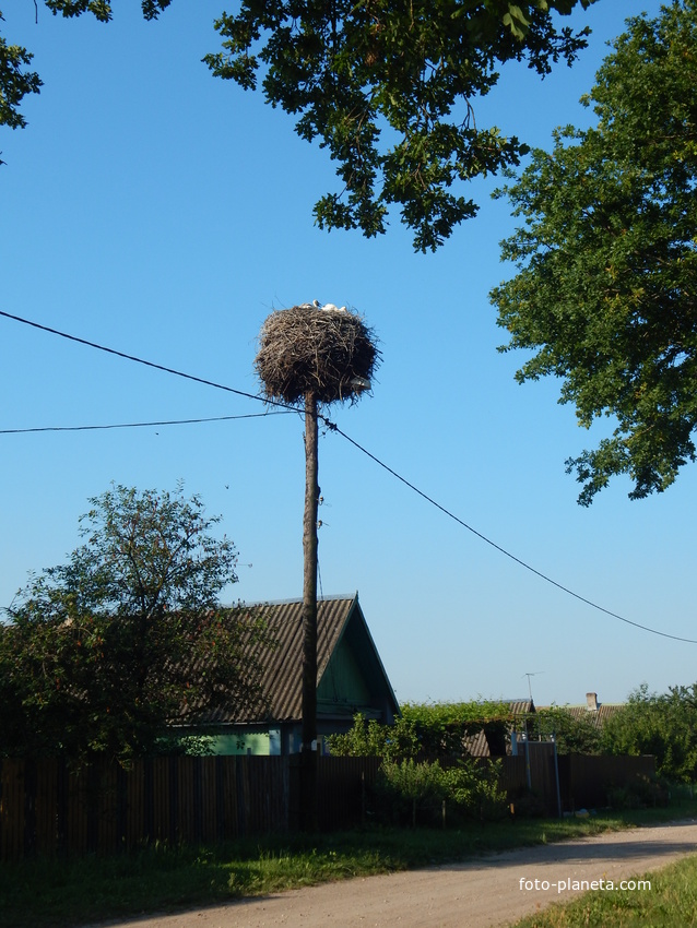 Гнездо аистов на деревенской улице