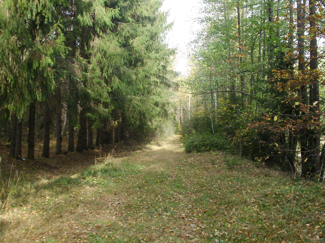 Участок лесной дороги между прудом и старицей реки Поли с зоной отдыха у посёлка Леспромхоза