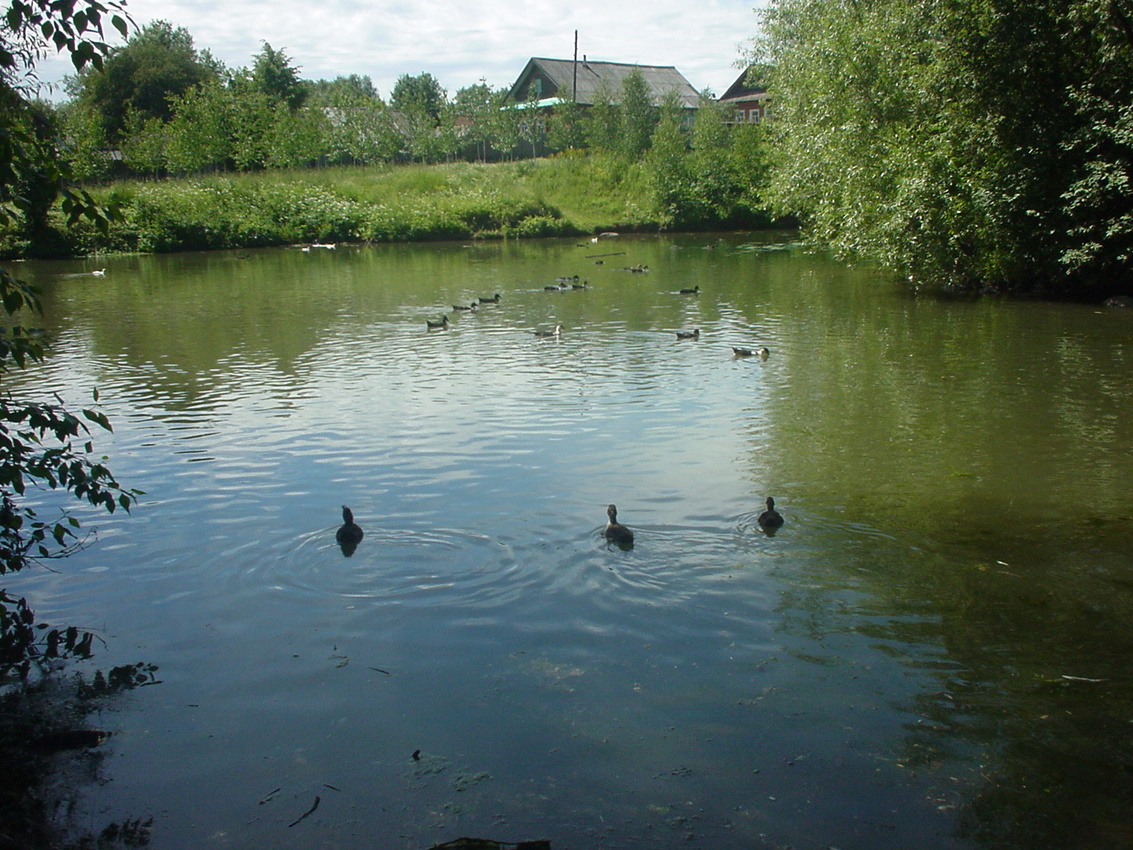 Пруд посреди деревни. Лето.