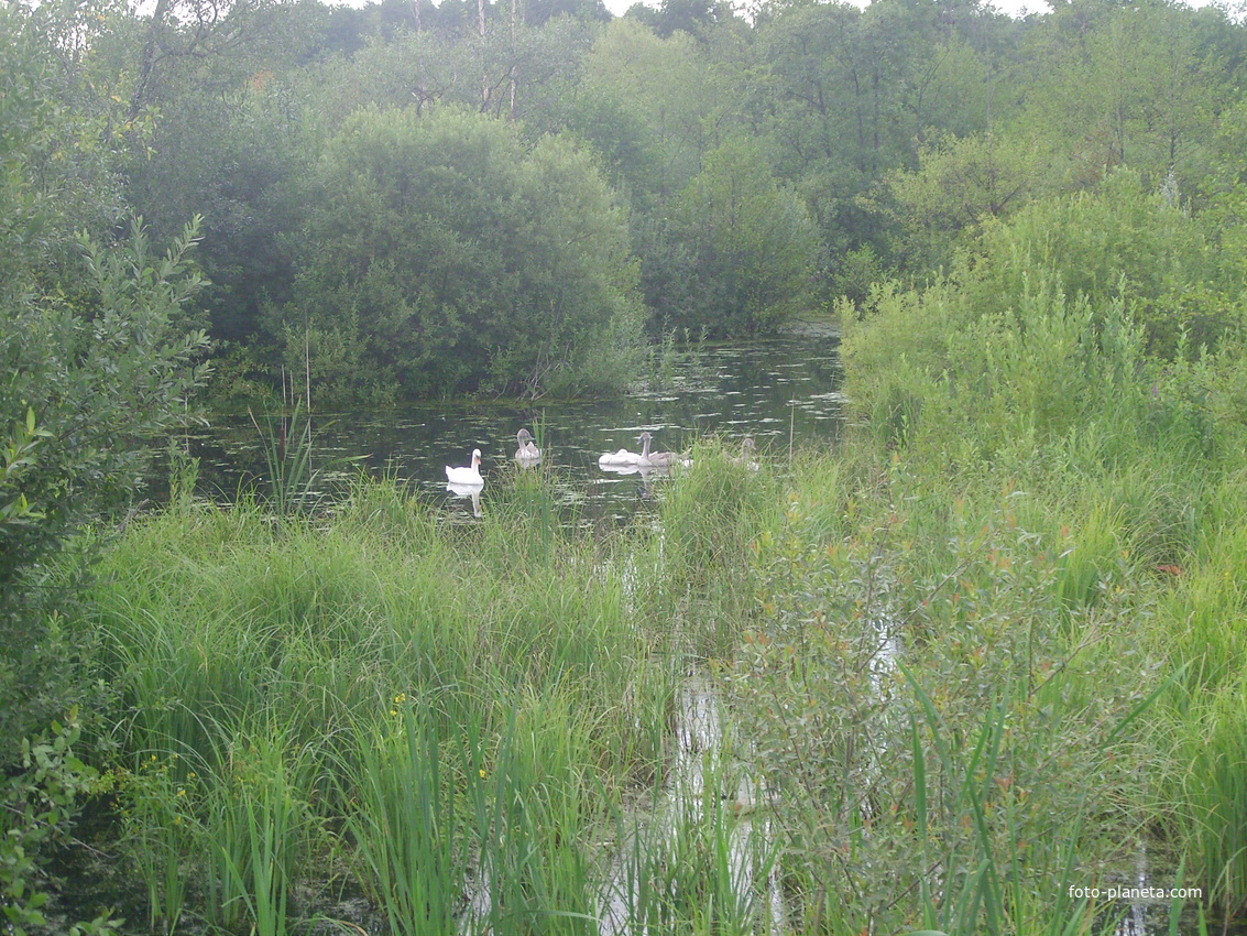Лошицкий усадебно-парковый комплекс. Лебеди на реке Свисочь