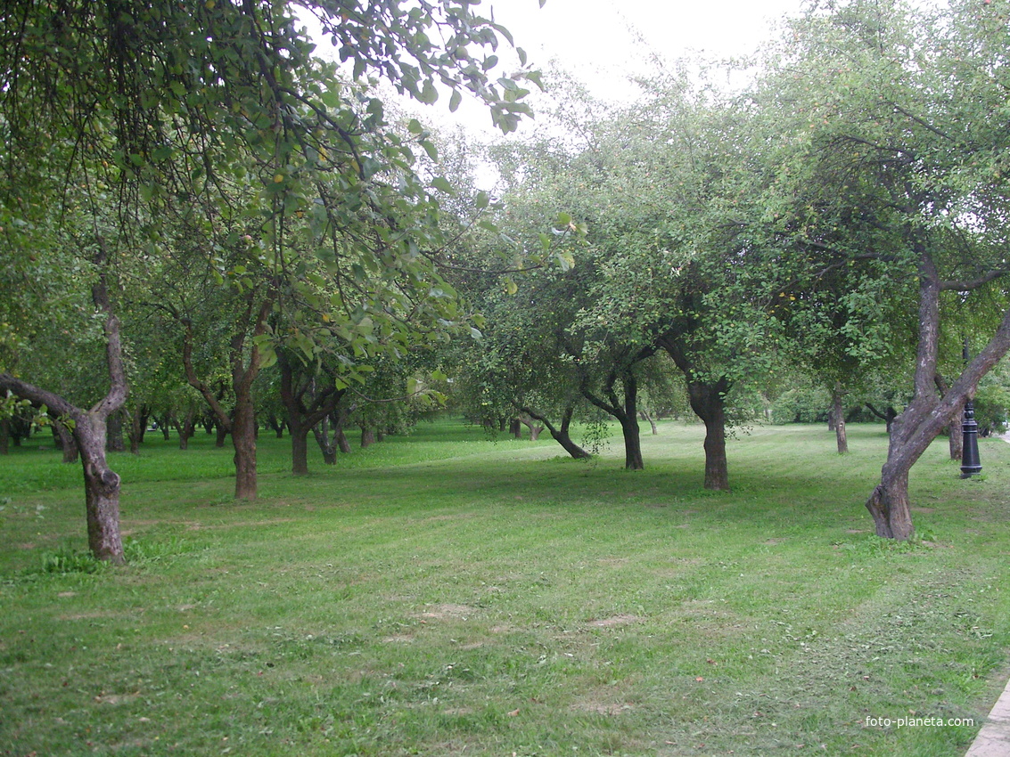 Лошицкий усадебно-парковый комплекс. Яблоневый сад