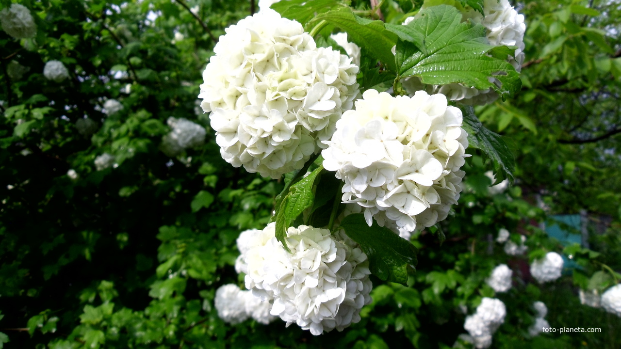 Калина декоративная Бульденеж