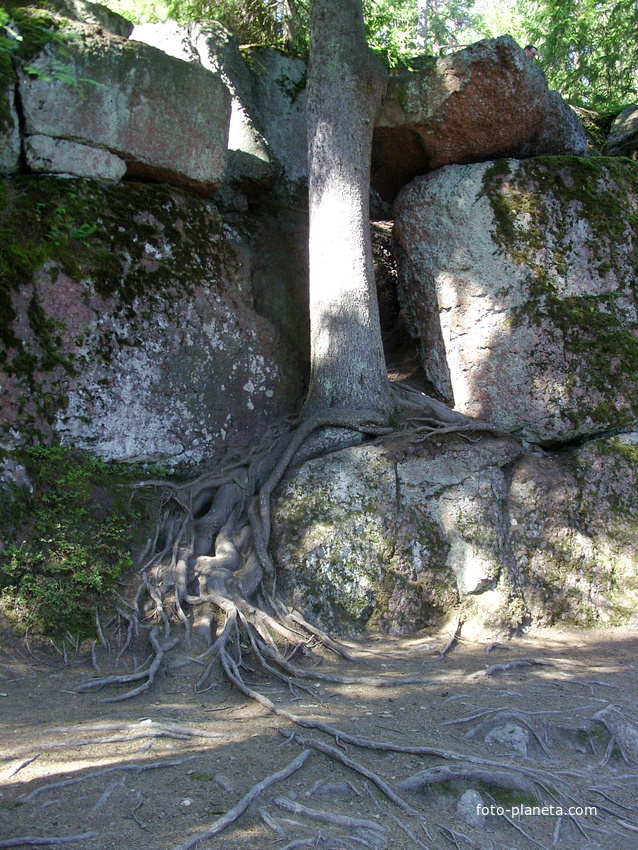 &quot;И на камнях растут деревья&quot; - в скальном пейзажном парке &quot;Монрепо́&quot;