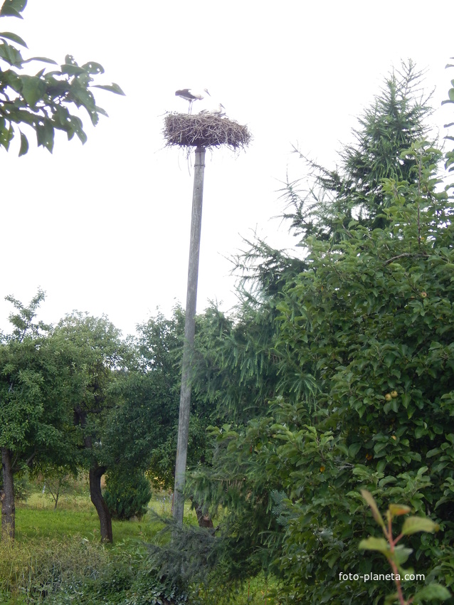 Гнездо аистов на столбе в огороде