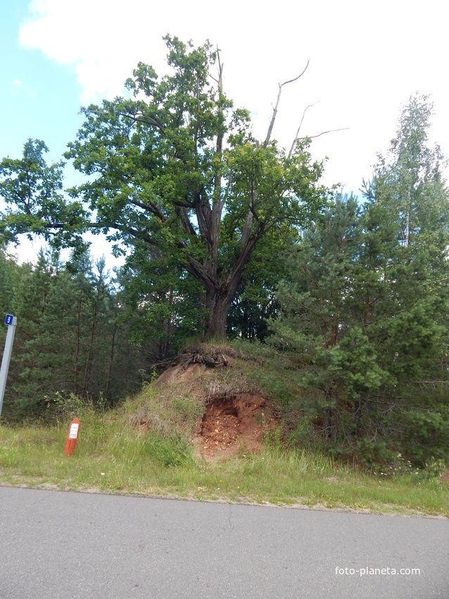 За деревней у дороги растет необычный дуб