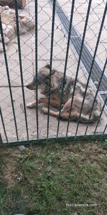 волк в зоосаде