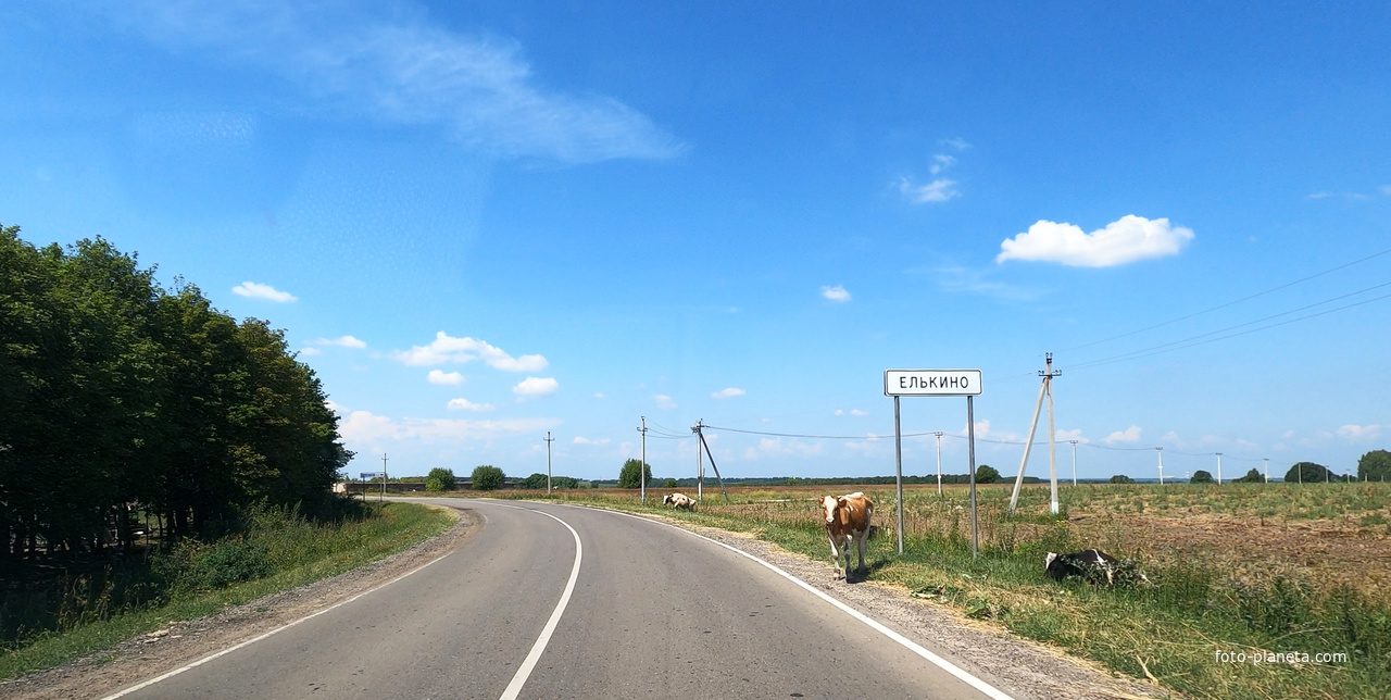 Коровы у дороги в Елькино