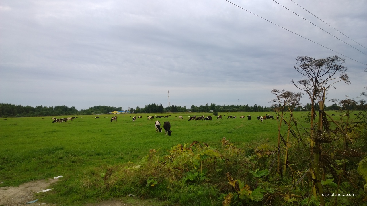 Коровы близ Вахонино
