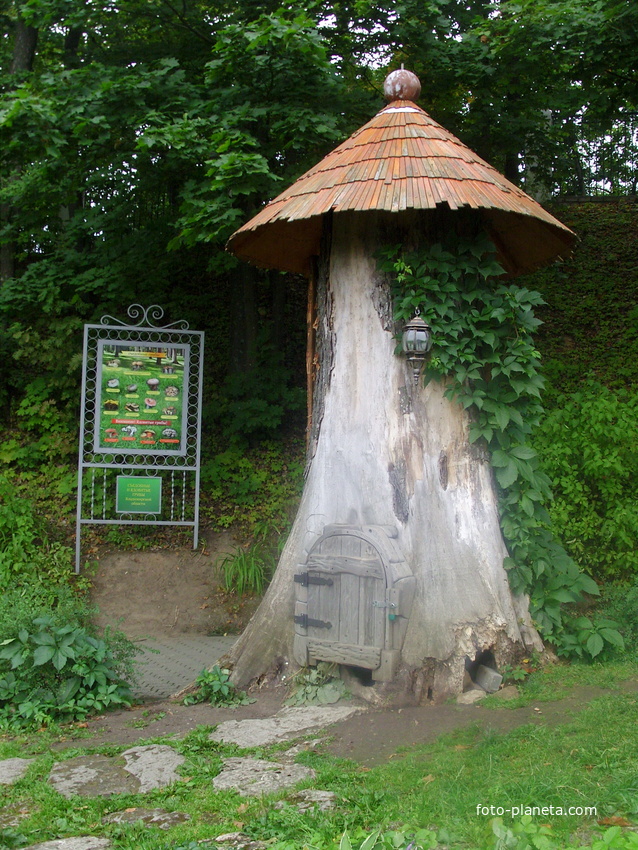 Станция юных натуралистов «Патриарший сад». Старый вяз