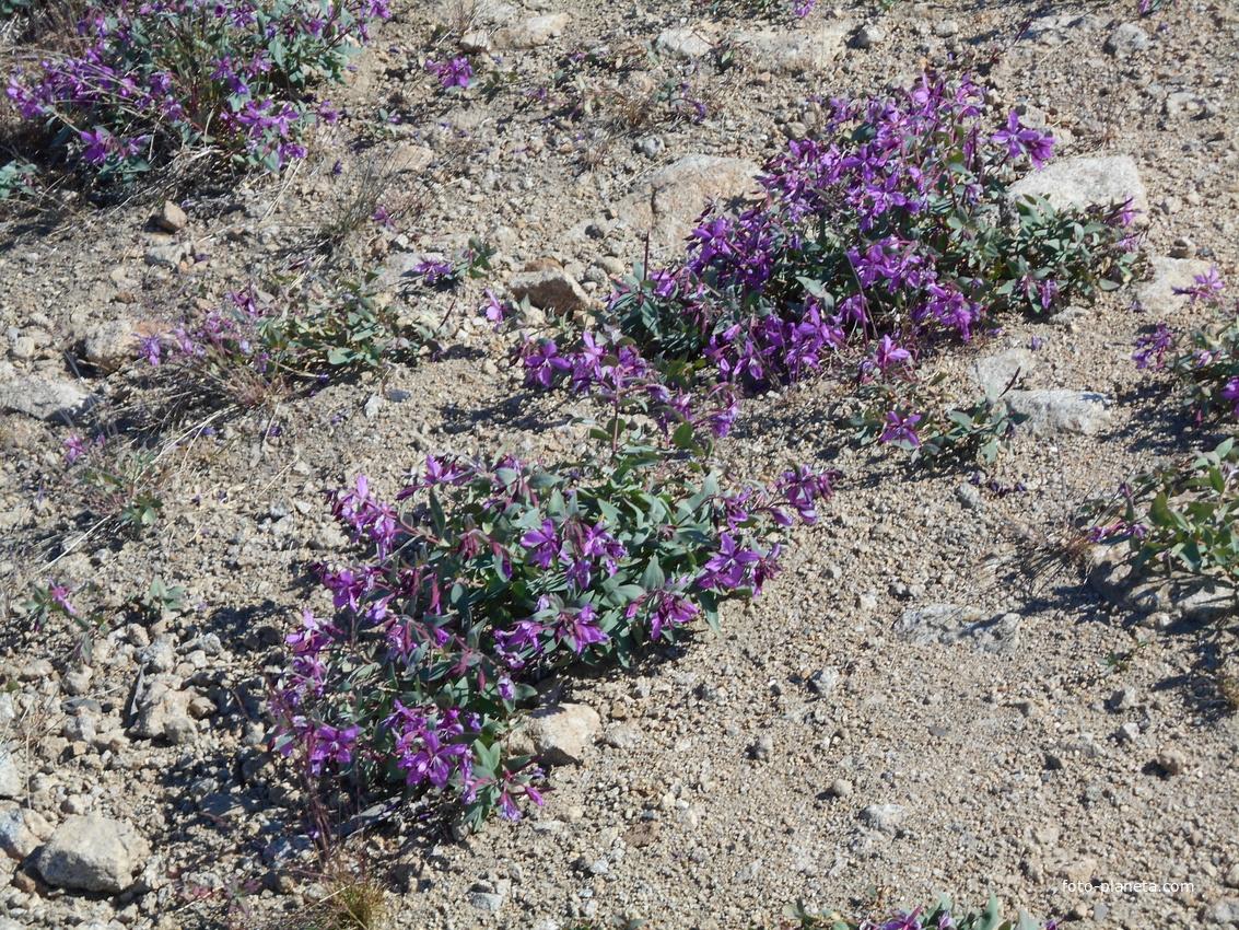 Растительность.