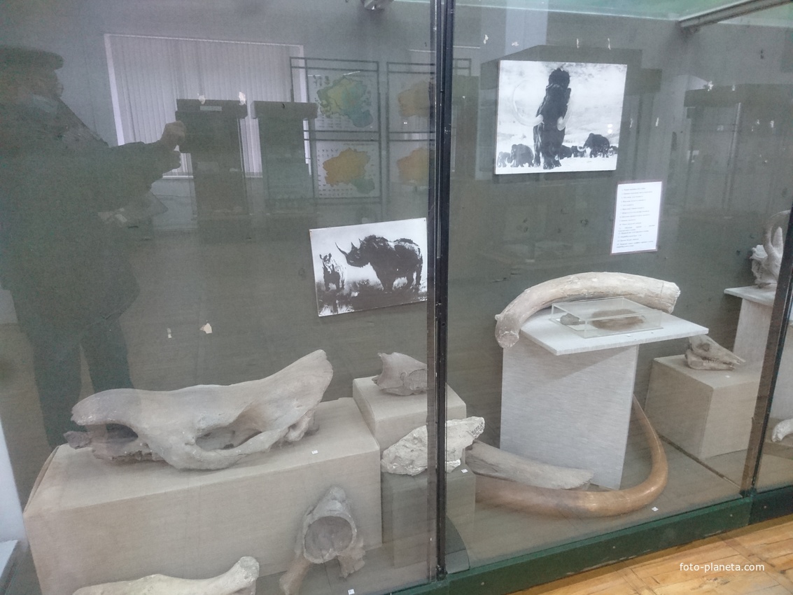 В краеведческом музее. Экспозиция &quot;Природные особенности региона КМВ&quot;. Раздел Палеонтологии.