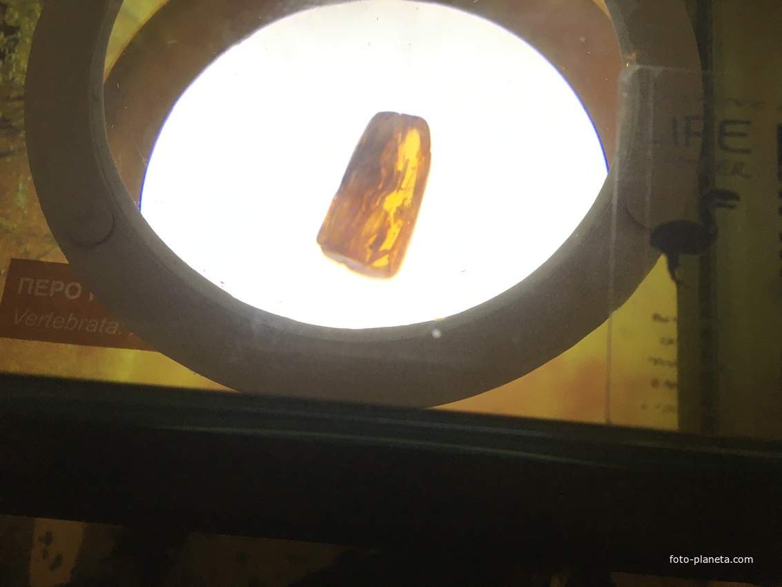 В Музее янтаря в башне Дона. Инклюзы. Перо древней птицы