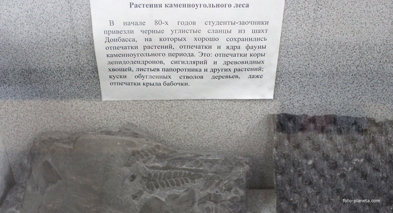 В Геологическом музее Курского государственного университета.