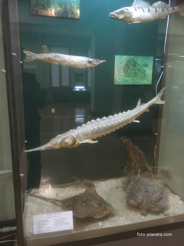 Экспозиции историко-археологического музея им. Е.Д. Фелицына