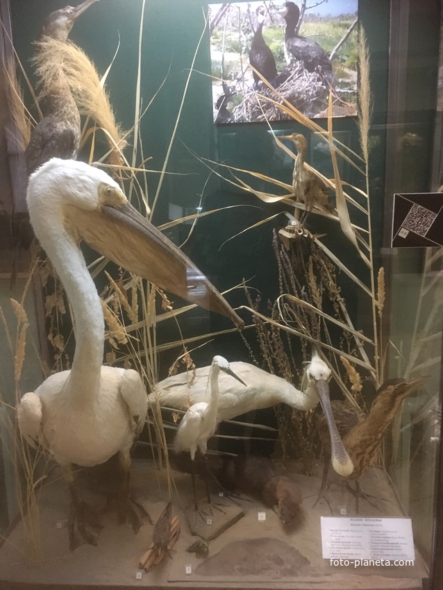 Экспозиции историко-археологического музея им. Е.Д. Фелицына