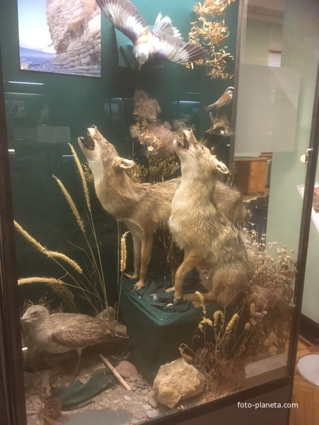 Экспозиции историко-археологического музея им. Е.Д. Фелицына