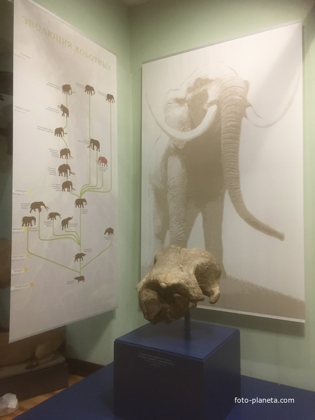 Экспозиции историко-археологического музея им. Е.Д. Фелицына. Хронология эволюции