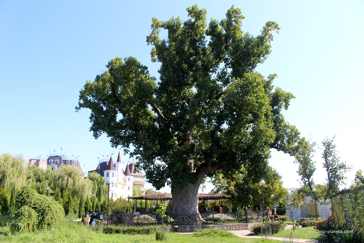Памятник природы тюльпанное дерево (1767 год высадки).