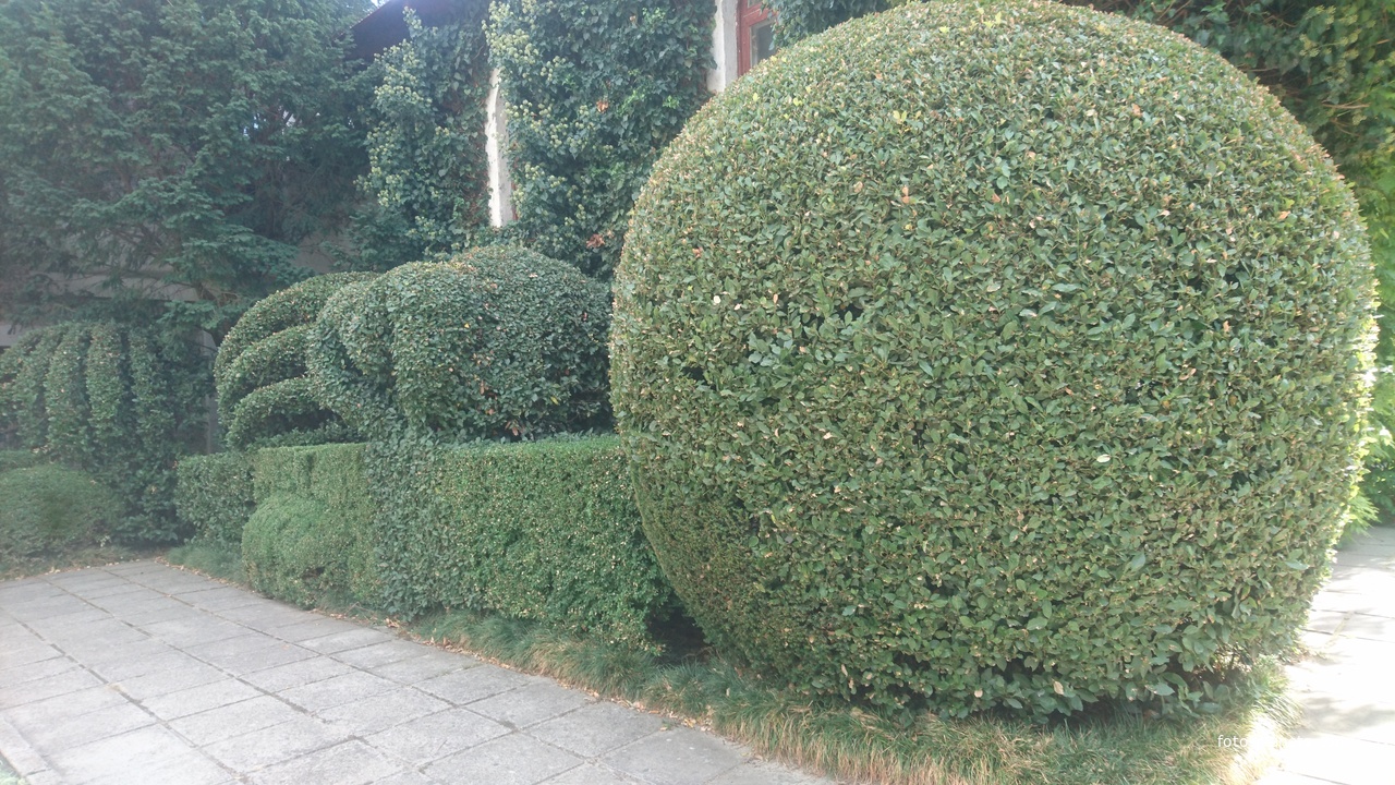 Никитский ботанический сад. Верхний парк. Лавровые изыски садовников
