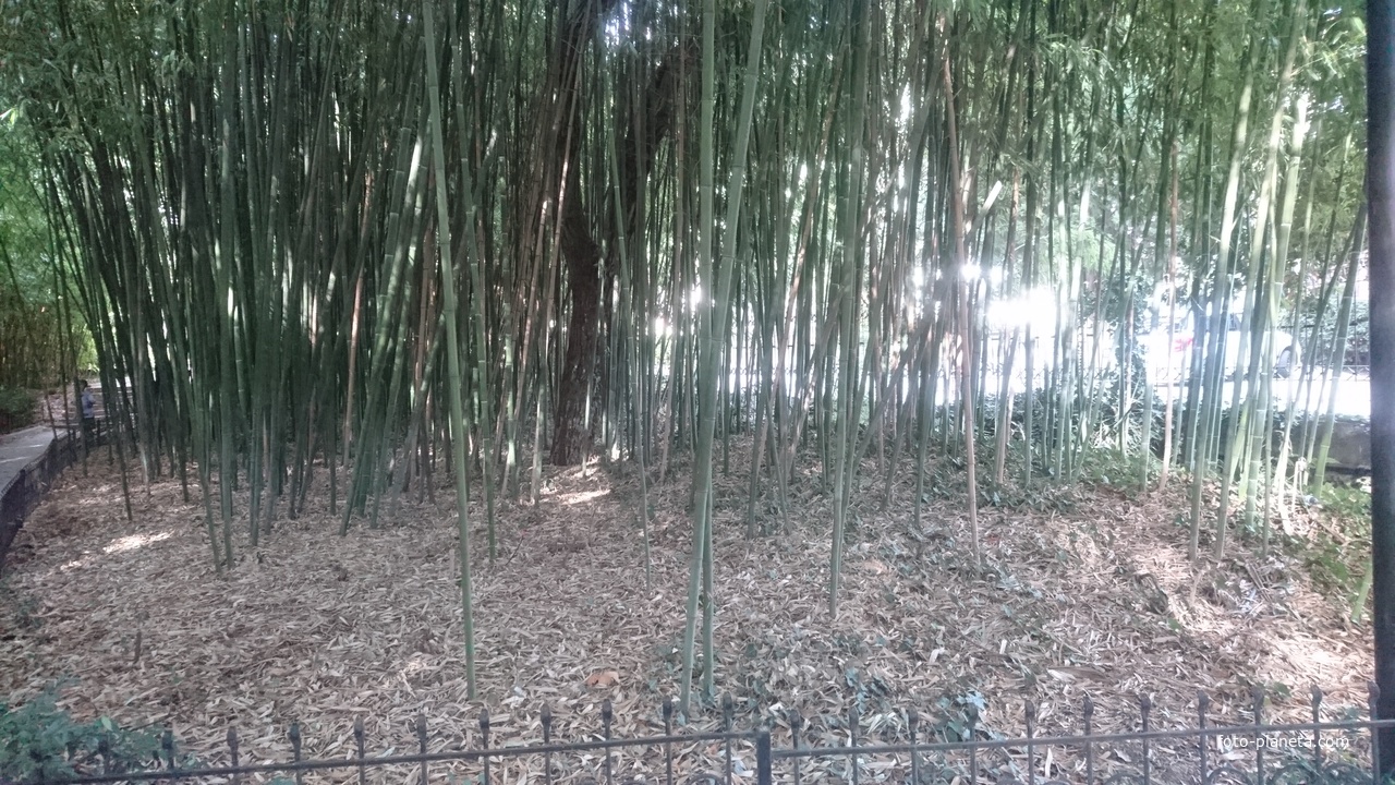 Никитский ботанический сад. Верхний парк. Роща сине-зелёного бамбука. Бамбук — это злак, причём, дальний родственник пшеницы. Этот вид из Северного Китая - морозоустойчивый. Бамбук растёт очень быстро, особенно весной.