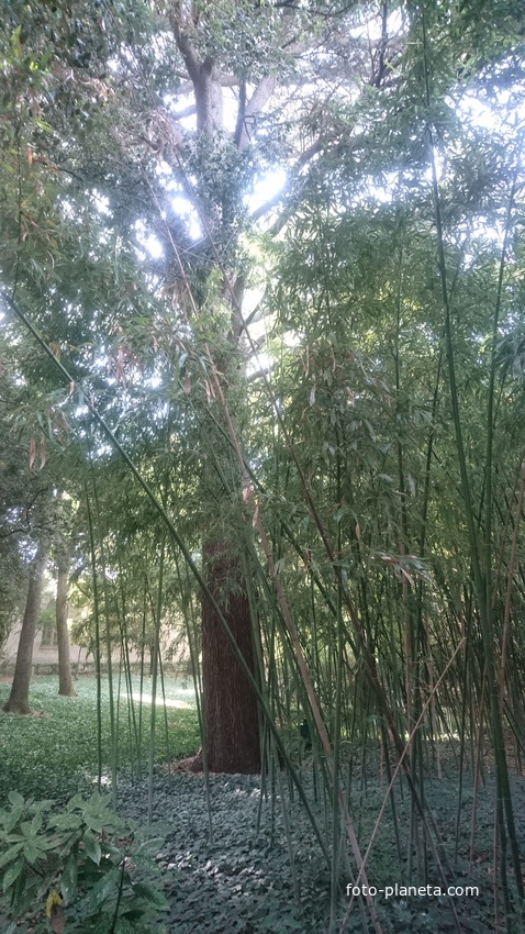 Никитский ботанический сад. Верхний парк. Роща сине-зелёного бамбука
