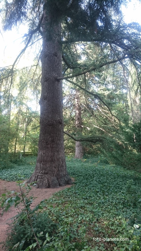 Никитский ботанический сад. Верхний парк.